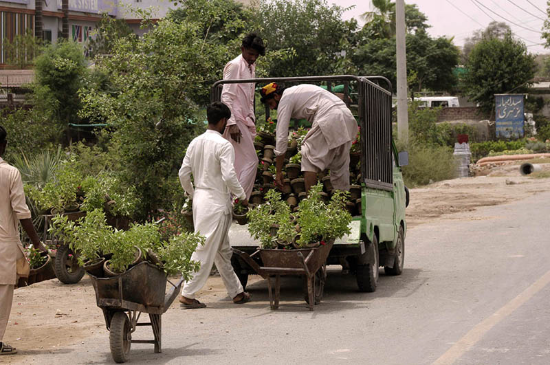 Workers are loading flowering plants and saplings from a roadside nursery onto a vehicle for delivery to customers in the city