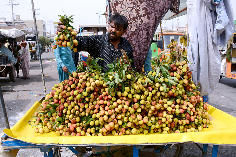 A vendor sorts and displays fresh lychees at a roadside stall during the fruit season