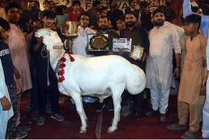 Livestock farmers are displaying their beautiful camels during 28th International Festival 2026 held at University of Agriculture Faisalabad (UAF) for their competition on late Saturday night