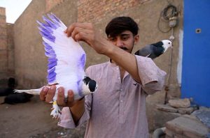 A pigeon owner play with his pet pigeon at his residence in the city