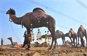 Vendors displaying sacrificial camels to attract customers at an animal market setup on Nag Shah Road in connection with upcoming Eid-ul-Azha.