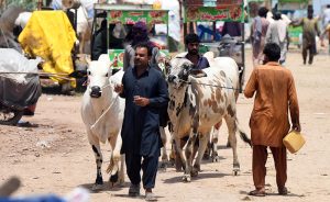 Trader wash sacrificial animal in a pond near the livestock market in I-12 ahead of the upcoming Eid al-Adha.