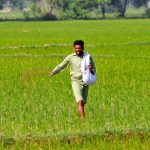 A farmer spreads fertilizer in a rice field as part of routine crop management during the growing season