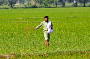 A farmer spreads fertilizer in a rice field as part of routine crop management during the growing season