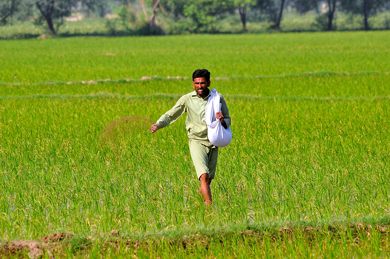 A farmer spreads fertilizer in a rice field as part of routine crop management during the growing season
