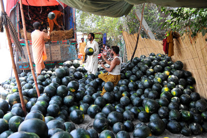 Vendors unload and sort a large consignment of watermelons from a truck at a roadside stall, as seasonal fruit trade gains momentum in the city