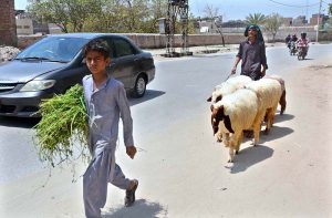 A young boy brings fodder for livestock while a shepherd guides Sheeps along the roadside under the scorching sun.