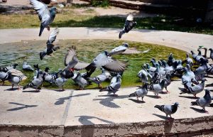 A flock of pigeons gathers at a water pond to quench thirst amid intense heat in the city.