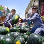 Labourers are busy arranging watermelon after unloading from delivery truck at Fruit Market