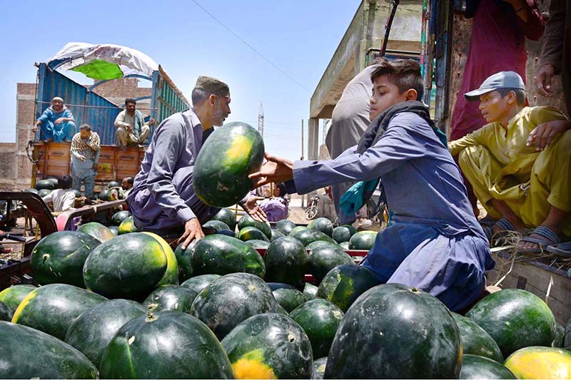 Labourers are busy arranging watermelon after unloading from delivery truck at Fruit Market