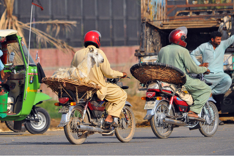 A man transports a goat on a motorcycle as preparations for Eid-ul-Adha continue in the city