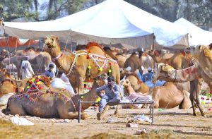 Vendors displaying sacrificial camels to attract customers at an animal market setup on Nag Shah Road in connection with upcoming Eid-ul-Azha.