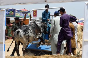 Trader wash sacrificial animal in a pond near the livestock market in I-12 ahead of the upcoming Eid al-Adha.