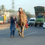 A camel handler leads a decorated camel to the middle of a busy city road ahead of the upcoming Eid-ul-Adha