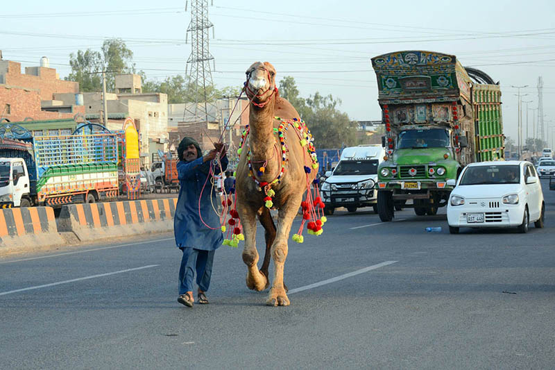 A camel handler leads a decorated camel to the middle of a busy city road ahead of the upcoming Eid-ul-Adha