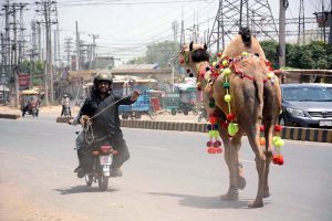 Vendor displaying and selling wooden pieces to be used by butchers to cut meat in pieces during Eidul Azha