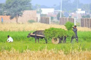 A farmer loads freshly cut green fodder for cattle onto a bullock cart while another works nearby in a field during routine agricultural activities.