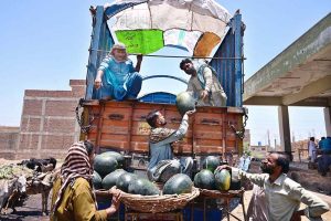 Labourers are busy arranging watermelon after unloading from delivery truck at Fruit Market