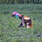 Women farmers harvest fresh ladyfinger crops under hot weather conditions in a rural area on the outskirts of the city