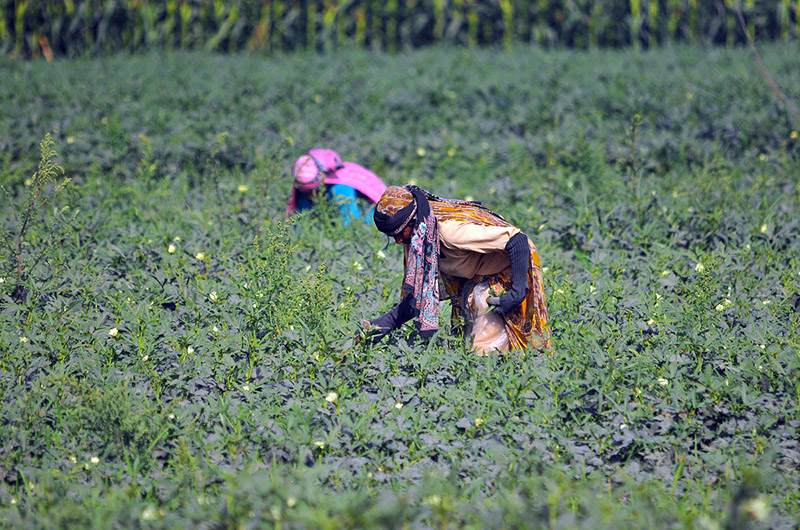 Women farmers harvest fresh ladyfinger crops under hot weather conditions in a rural area on the outskirts of the city