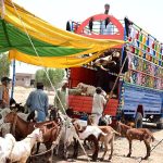 Large number of sacrificial animal loading the truck for delivery to other city at Hatri bypass animal market ahead of upcoming Eidul Azha