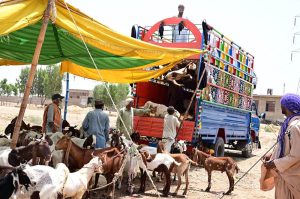 Large number of sacrificial animal loading the truck for delivery to other city at Hatri bypass animal market ahead of upcoming Eidul Azha