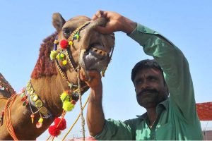 Vendors displaying sacrificial camels to attract customers at an animal market setup on Nag Shah Road in connection with upcoming Eid-ul-Azha.
