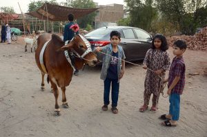 A camel handler leads a decorated camel to the middle of a busy city road ahead of the upcoming Eid-ul-Adha