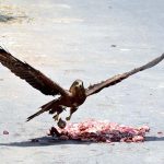 A kite is picking chickens meat pieces from a roadside spot in the city
