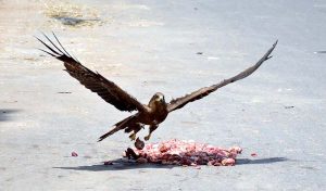 A kite is picking chickens meat pieces from a roadside spot in the city