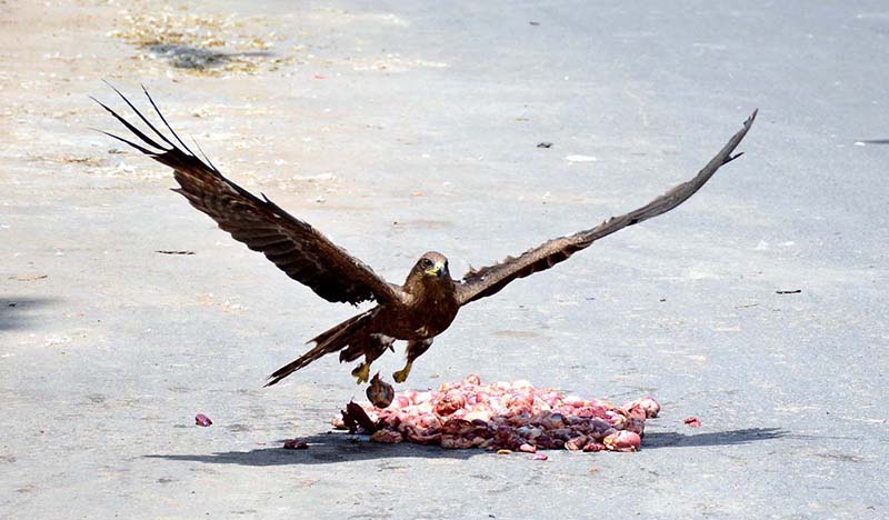 A kite is picking chickens meat pieces from a roadside spot in the city