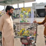 A youngster looks at colorful parrots displayed for sale by a vendor on his motorcycle in the city