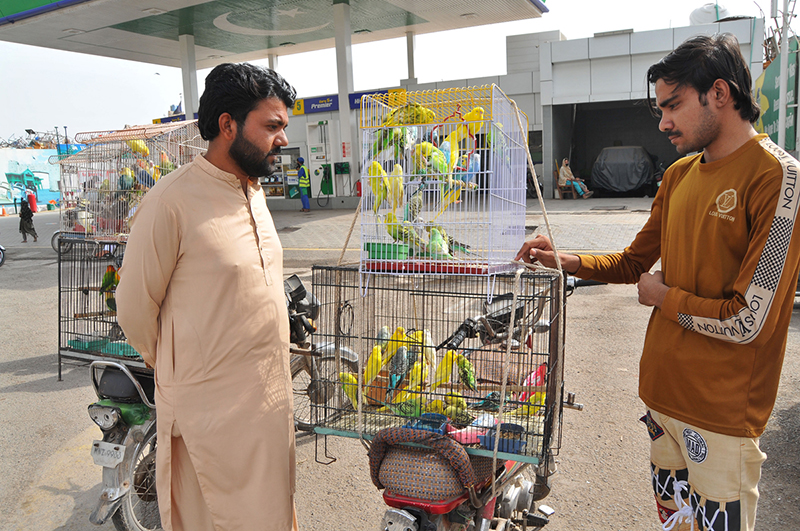 A youngster looks at colorful parrots displayed for sale by a vendor on his motorcycle in the city
