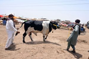 Large number of sacrificial animal loading the truck for delivery to other city at Hatri bypass animal market ahead of upcoming Eidul Azha