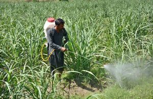 A farmer busy in spraying pesticides on the crop at his farm field.