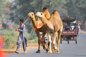 Vendors displaying sacrificial camels to attract customers at an animal market setup on Nag Shah Road in connection with upcoming Eid-ul-Azha.