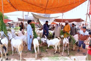 People busy in selecting and purchasing sacrificial animals from a cattle market ahead of the upcoming Eid-ul-Adha festival.