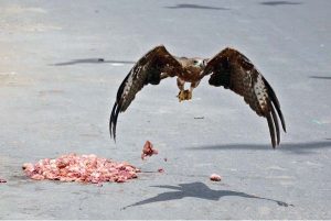 A kite is picking chickens meat pieces from a roadside spot in the city
