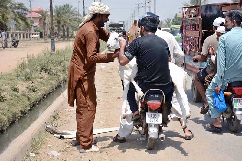 Motorcyclists are transporting a sacrificial goat on their motorcycle after purchasing it from the cattle market