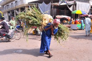 An elderly man carries a heavy bundle of green fodder through a busy local market
