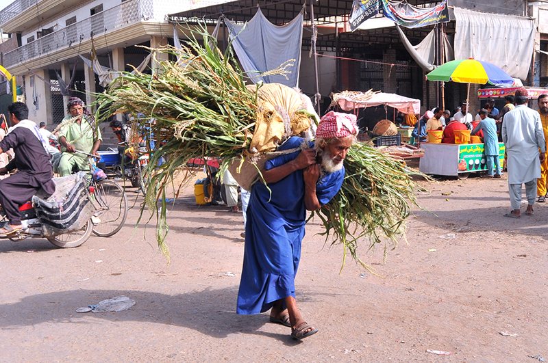 An elderly man carries a heavy bundle of green fodder through a busy local market