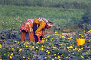 Women farmers harvest a ridge gourd crop in their field for sale in the local market. Rural women play a vital role in agriculture, comprising around 43 percent of the global agricultural workforce, according to the Food and Agriculture Organization (FAO).