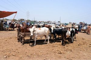 Large number of sacrificial animal loading the truck for delivery to other city at Hatri bypass animal market ahead of upcoming Eidul Azha