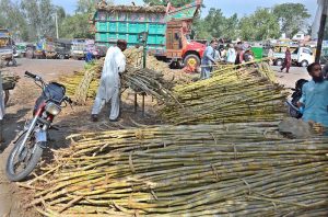 A trader weighs sugarcane for customers at the sugarcane market.