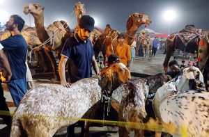 Vendors displaying sacrificial animals to attract the customers at cattle market setup in the city in connection with upcoming Eid ul-Azha.