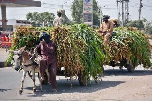 Motorcyclists are transporting a sacrificial goat on their motorcycle after purchasing it from the cattle market