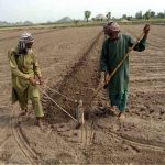 Two elderly farmers prepare land for the next crop using traditional methods along the banks of the River Chenab