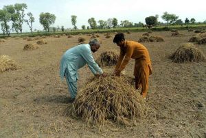 Two elderly farmers prepare land for the next crop using traditional methods along the banks of the River Chenab