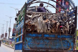 A delivery truck is seen on the move carrying sacrificial animals along Jail Road in connection with the upcoming Eid-ul-Azha preparations.