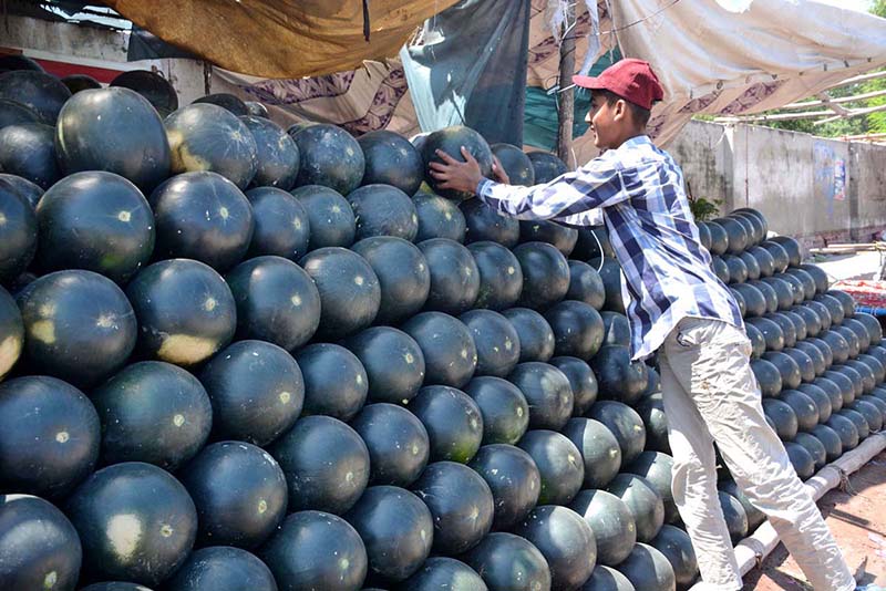 A vendor arranges watermelons in neat rows while selling them at his roadside stall to attract customers